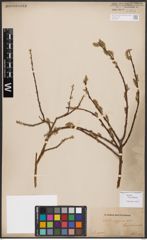 Salix bebbiana Sarg.